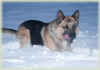 Rex in the winter snow