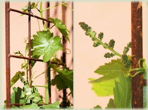 Grapevines