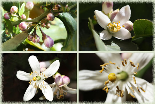 Meyer Lemon Flowers