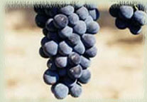 Brunello Grapes