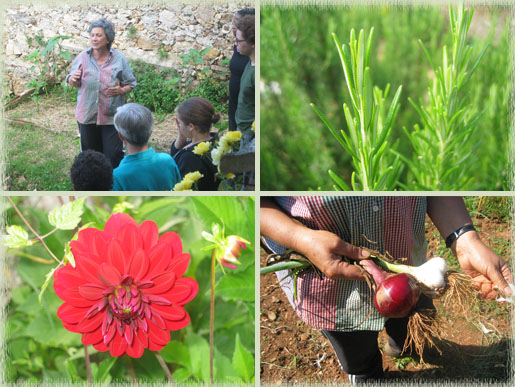 Carmen; Rosemary; Garlic; Flower