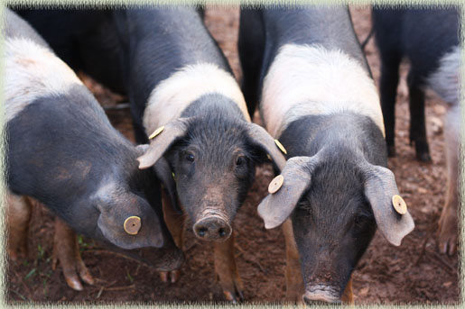 Cinta Senese Pigs