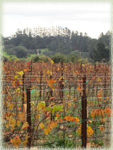 Winter in Santa Barbara Wine Country at Melville Vineyard