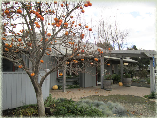 Persimmon Tree at Entrance to Buttonwood Winery Tasting Room