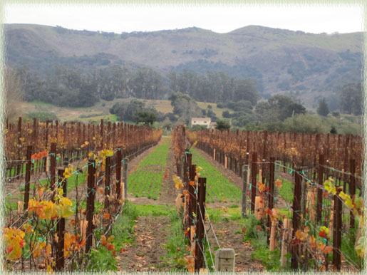 Vineyard at Melville Winery