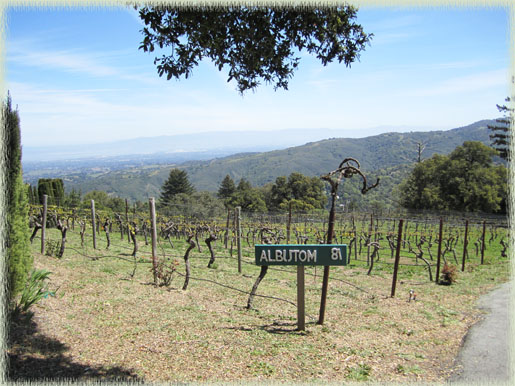 Fogarty's Albutom vineyard