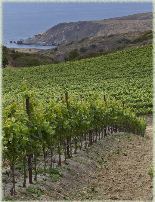 Santa Catalina Island Vineyards Vine Rows Showing Topsoil Mounding Technique; photo courtesy of Jack Baldelli
