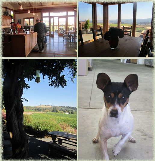 Bethel Heights Tasting Room, Grounds and Winery Dog Mitzi