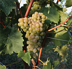 Lugana Turbiana Grapes (image courtesy of Consorzio Tutela Lugana DOC)