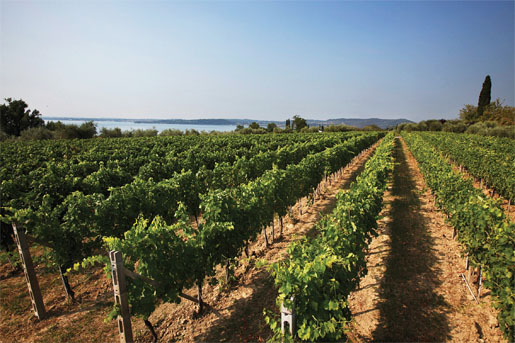 A Lugana DOC vineyard at Lake Garda (image courtesy of Consorzio Tutela Lugana DOC)