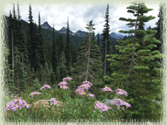 Wildflowers in Mt. Rainier National Park