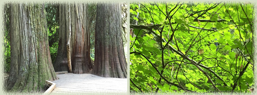Grove of the Patriarchs