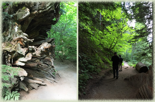 Grove of the Patriarchs