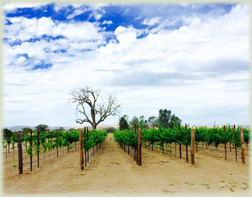 Chateau Margene Vineyard in Creston