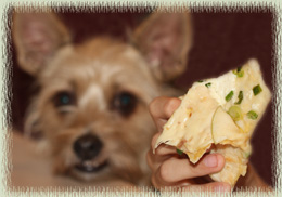 Otis Eyes the Apple Gouda Quesadilla