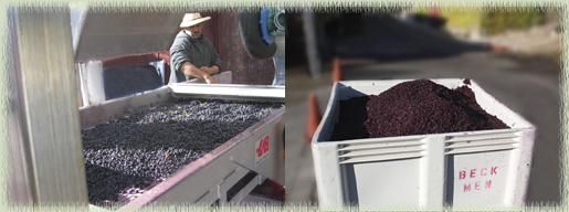 Beckmen Grapes