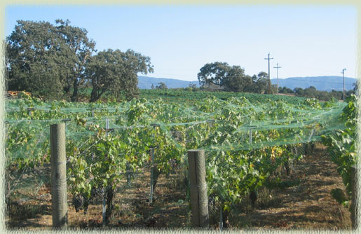 Green Protective Netting