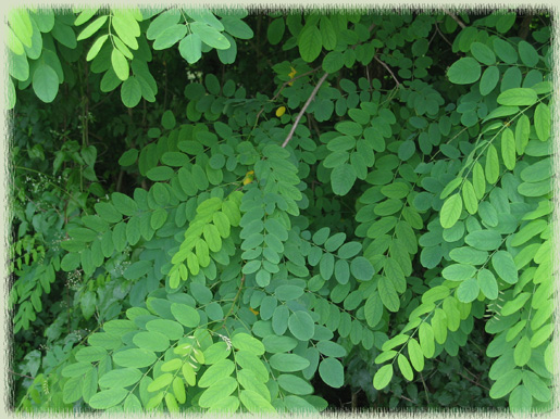 Chianti Forest Flora