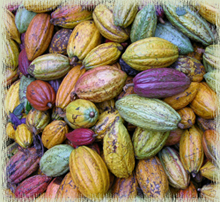 Ripe Cacao Pods