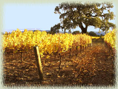 Harvest Time in Santa Barbara