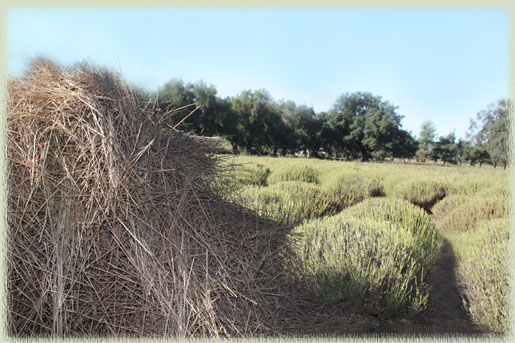 Post-Harvest at Clairmont Farms