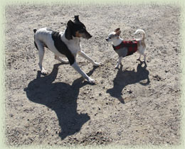 Spike Meets Ms. Chihuahua