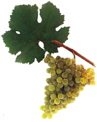 Grüner Veltliner Grapes