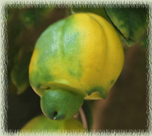Strange Meyer Lemon