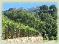 Moraga Vineyards