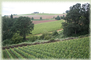 Typical Oregon Hilly Vineyard