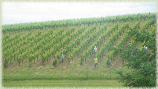 WillaKenzie Estate Vineyard Laborers