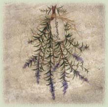 Rosemary