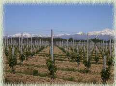 Ghemme Area Vineyard with Monte Rosa in View