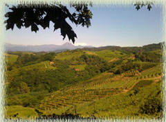 Gattinara Area Vineyard