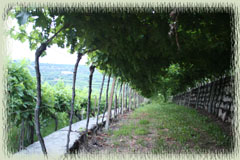 Valpolicella Grape Vines