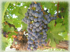 Vine Cliff Cabernet Sauvignon Grapes